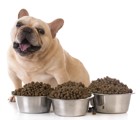 愛犬の食欲が異常にある時は要注意！４つの原因と可能性のある病気
