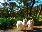 愛犬と一緒に三浦半島、城ヶ島公園へ！