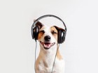 犬が好きな音5つ！おすすめ動画やアプリなどを紹介