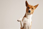 犬が前足で「ちょいちょい」してくる理由とは？心理や注意点について