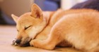 犬の眠りが浅い理由とは？寝不足・睡眠不足にはならないの？