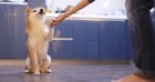 【訓練士監修】犬のお手の教え方！しつけ手順、できない時の対処法