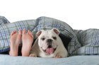 犬の寝る場所ごとで異なる4つの心理
