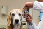 犬の耳垢の役割とは？溜まりやすい犬種から注意すべき症状まで