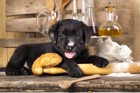 日本では認知度が低い！犬が発酵中のパン生地を食べてしまう危険性