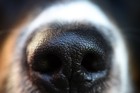 匂いをスンスンしている犬は、何が見つかるか予測しているという研究結果