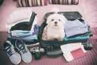 愛犬と一緒に旅行するメリットとデメリットを考える