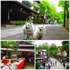 愛犬と一緒にドッグランや蕎麦の食べ歩き、夏でも涼しい深大寺散策