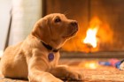 犬に暖房は必要？犬種による違い、適温、正しい使い方、注意点を解説