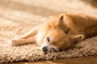 犬が寝てる時によく見せる７つの仕草や行動