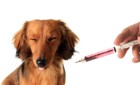 危険！犬の注射器を再利用する獣医について