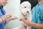 犬の肝臓疾患を早期に発見する新しい検査方法が発見された！