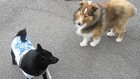犬同士が初対面でも確実に仲良くできる方法
