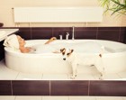 愛犬とお風呂に入る時の注意点とは？毎日は絶対ダメです！