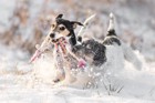 犬と一緒に楽しめる冬のアクティビティー６選