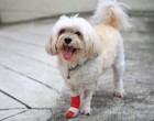 犬が外で怪我をしてしまう６つの原因