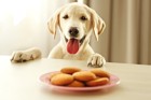 犬はきな粉を食べても大丈夫！与えるメリットや注意点を解説