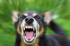 犬が怒る様々な理由についてご紹介！対処法についても