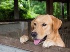 シェルターの保護犬に早く新しい家族を見つけるユニークな秘訣４つ