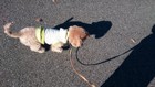 ノーリードで犬を散歩させると条例違反になる可能性大！罰則はある？