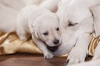 犬の妊娠の兆候について　初期症状や注意点を解説