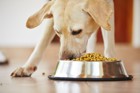 犬が喉に詰まらせやすい３つの食材と予防法