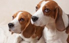 同じ家庭の犬同士の関係は、お互いの行動に影響を及ぼすか？という研究