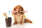 犬の歯が汚い原因と綺麗にする方法