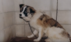 動物実験で生還した犬『シロ』から学ぶ・・・私たちが考えるべき事（まとめ）