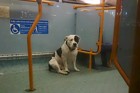 公共バスの中で置き去りにされてしまった1頭の犬の奇跡！