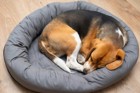 犬の寝床を快適にする方法！環境の整え方、ベッドの置き場所まで