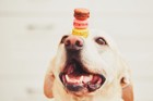 犬に人間用のお菓子を与えるのはNG！理由と食べてしまった時の対処法