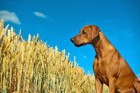 犬の嗅覚の新しい仕事、農作物の病気を探知する！