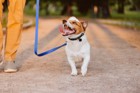 犬の散歩中にやるべきではないNG行為６選