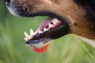 犬の歯茎が黒い！色の原因や悪性腫瘍などの病気について