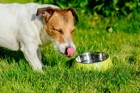 犬の喉が渇いている時に見せる５つのしぐさと対処法