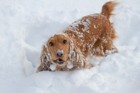 愛犬と雪遊びするときの５つの注意点