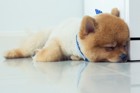 犬が突然強い眠気に襲われる「ナルコレプシー」とは？