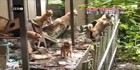 犬猫殺処分ゼロに！熊本市愛護センターの地道な取り組み