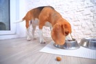 犬のガンの予防になる？今話題の食事療法における５つの注意点！