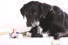 犬が乾燥剤を誤飲してしまった際の危険性と対処法