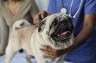 犬の骨粗しょう症のメカニズムと予防について