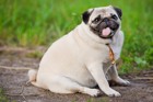 犬が太っていることで起きるリスク４つ