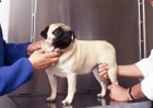 犬が痩せすぎているかチェックする方法と改善策