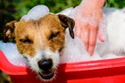 犬を炭酸泉に入れる効果と注意点