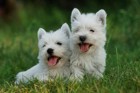 白い毛を持つ犬種5選！それぞれの特徴と飼う時の注意点