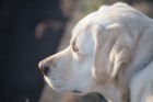犬が耳を後ろに倒す時の心理とは？