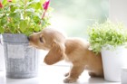 犬が観葉植物を食べてしまう原因とは？危険性から対策まで