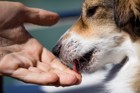犬が手を舐めてくる理由４つ！飼い主に対する行動の意味を解説