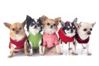 犬服のおすすめブランド人気ランキング10選！犬の服の選び方・口コミなどを紹介